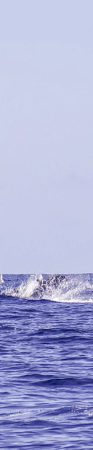 Beobachte Wale und Delfine im offenen Meer